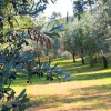Olive-groves